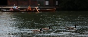 13th Jun 2011 - Canada Geese  -  DayOut