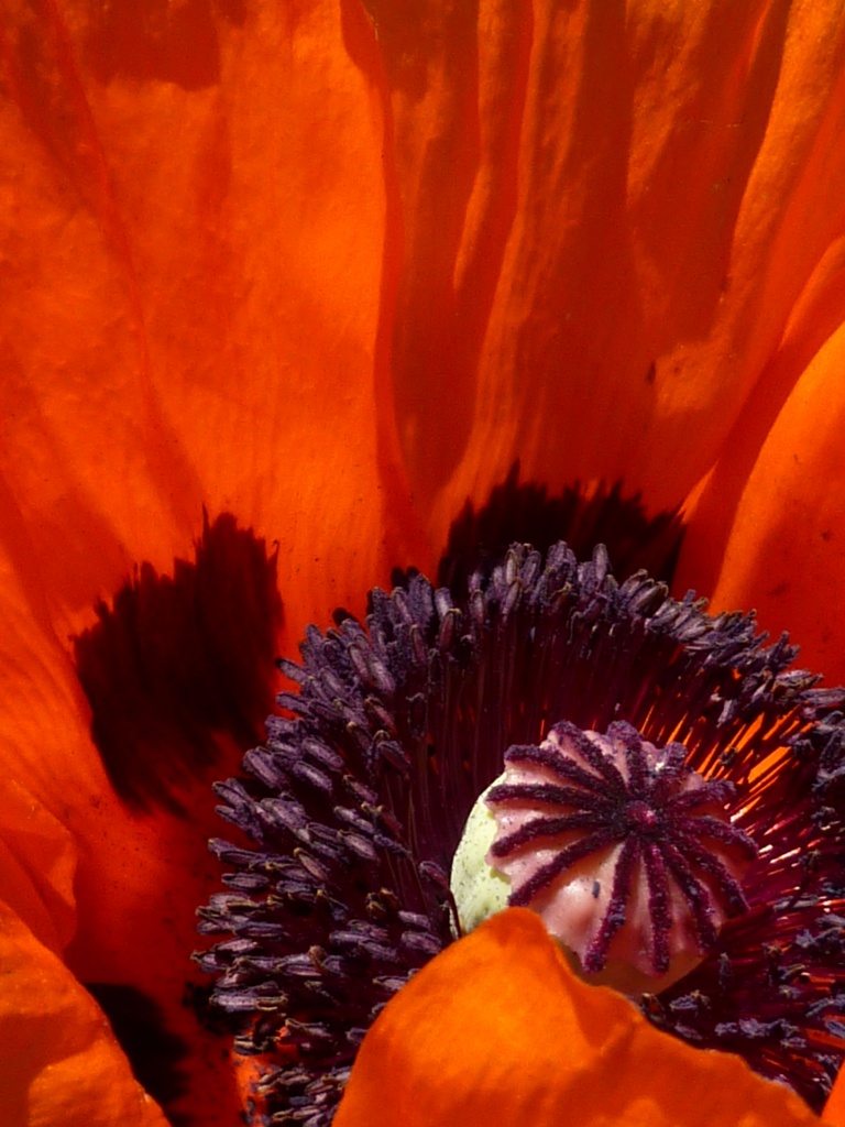 Poppy Perspective by denisedaly