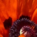Poppy Perspective by denisedaly