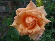 14th Jun 2011 - Rose