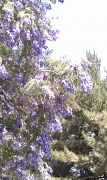 14th Jun 2011 - Pretty Jacaranda