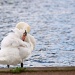 Swan by netkonnexion
