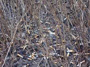 10th Apr 2010 - 365-DSC01610 Cigarette stubs