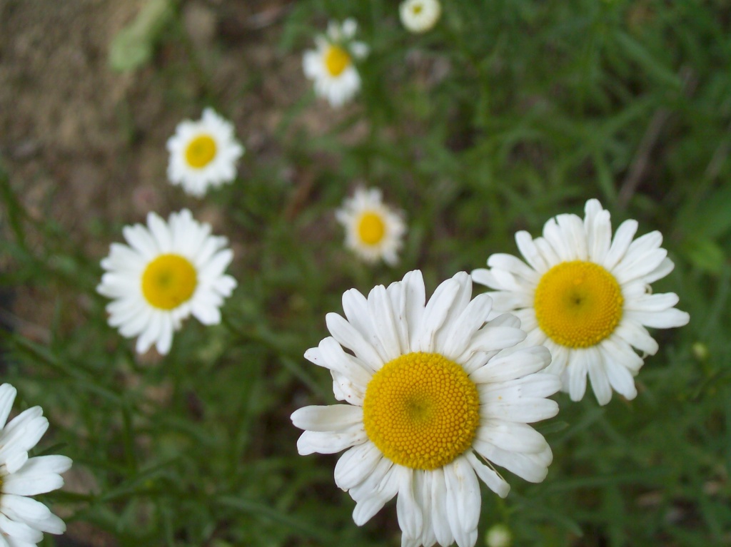 Daisies -- the friendliest flower by julie