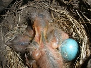 14th Jun 2011 - 2nd nest!