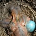 2nd nest! by kdrinkie