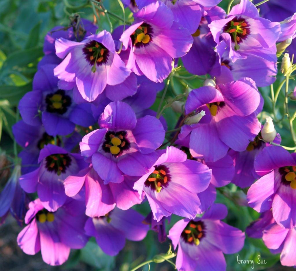 Purple Wildflower by grannysue
