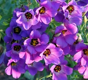 14th Jun 2011 - Purple Wildflower