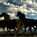 Mustangs by exposure4u