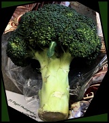 14th Jun 2011 - Broccoli