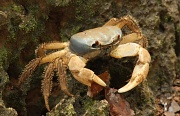 15th Jun 2011 - Blue land crab - they are quite shy and skittish - this one was about 16cm across the carapace - I like his spiky legs