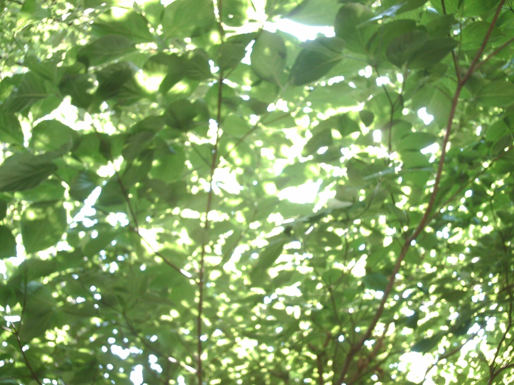 Dogwood Leaves 6.15.11 003 by sfeldphotos