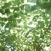 Dogwood Leaves 6.15.11 003 by sfeldphotos