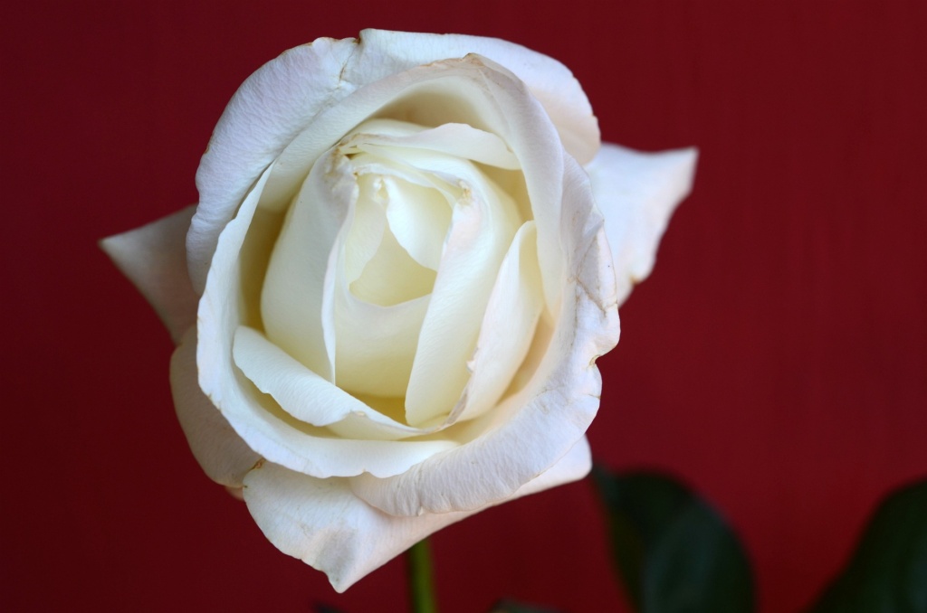 White Rose by sharonlc