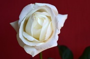 15th Jun 2011 - White Rose