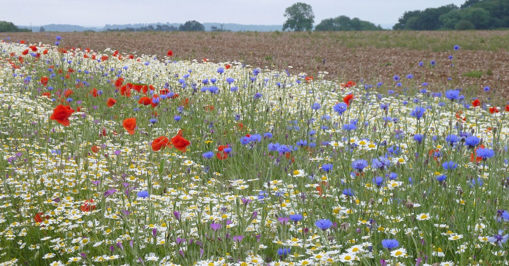Field flowers by dulciknit