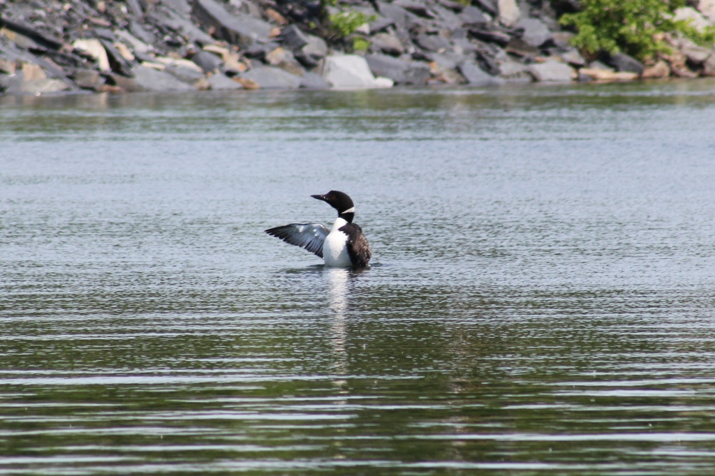 Loon on Wassokeag by mandyj92