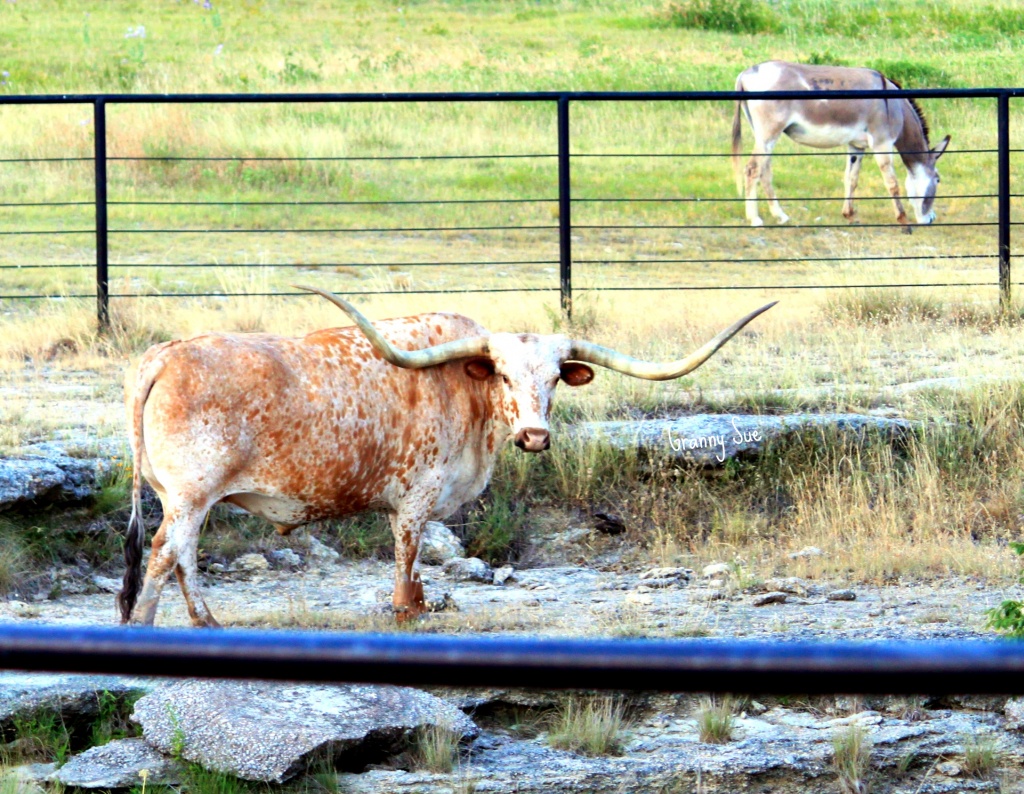 Texas Longhorn Steer and Donkey by grannysue