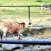 Texas Longhorn Steer and Donkey by grannysue
