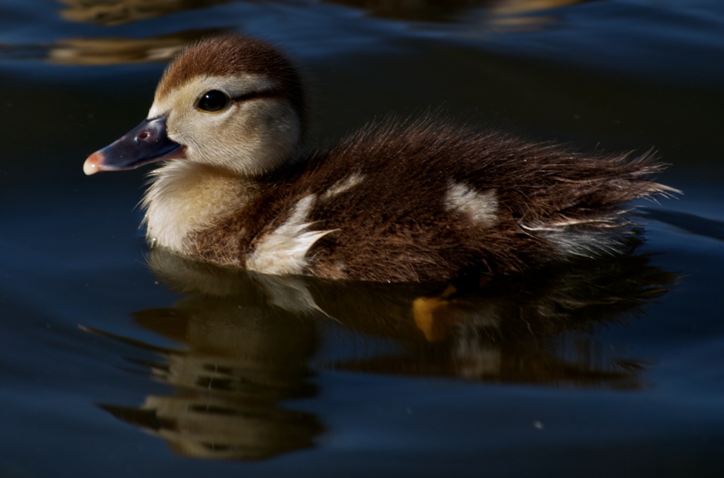 Make way for Duckling by eudora