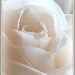 White Rose by madamelucy