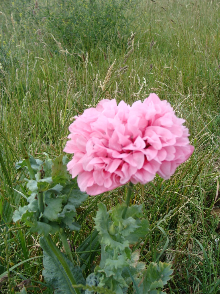 Double poppy alone in a field by busylady