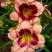 Lilies  by vernabeth