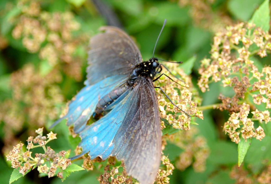 Blue butterfly by kdrinkie