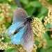 Blue butterfly by kdrinkie