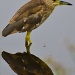 Night Heron Reflection by twofunlabs
