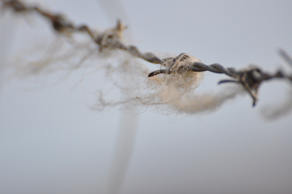 Wool on wire by overalvandaan