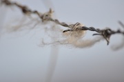 9th Apr 2010 - Wool on wire