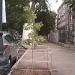 a tree grows in brooklyn by pleiotropy