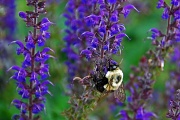 16th Jun 2011 - Busy Bee