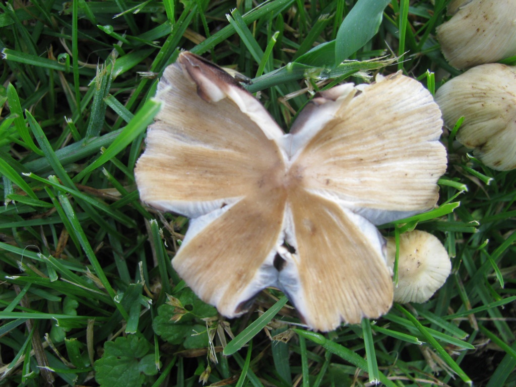 four leaf mushroom by rrt