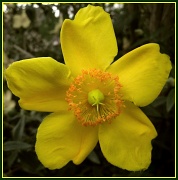 16th Jun 2011 - Yellow flower