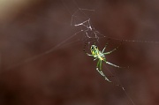 17th Jun 2011 - The Itsy Bitsy Spider