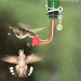 Humming bird wars. by maggie2