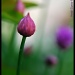 Pink & Purple by hmgphotos