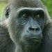 mountain gorilla by iiwi