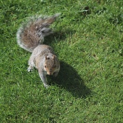 18th Jun 2011 - Squirrel