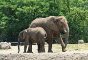 18th Jun 2011 - Elephants