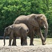 Elephants by mittens