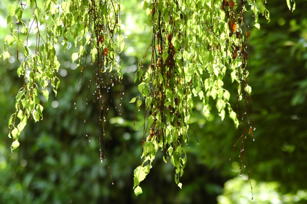 Just after the rain by parisouailleurs