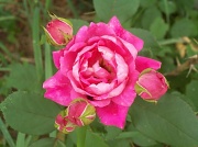18th Jun 2011 - Pink Rose