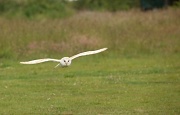17th Jun 2011 - Barn Owl