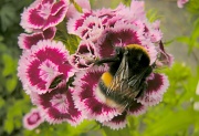 18th Jun 2011 - Dianthus  with bee
