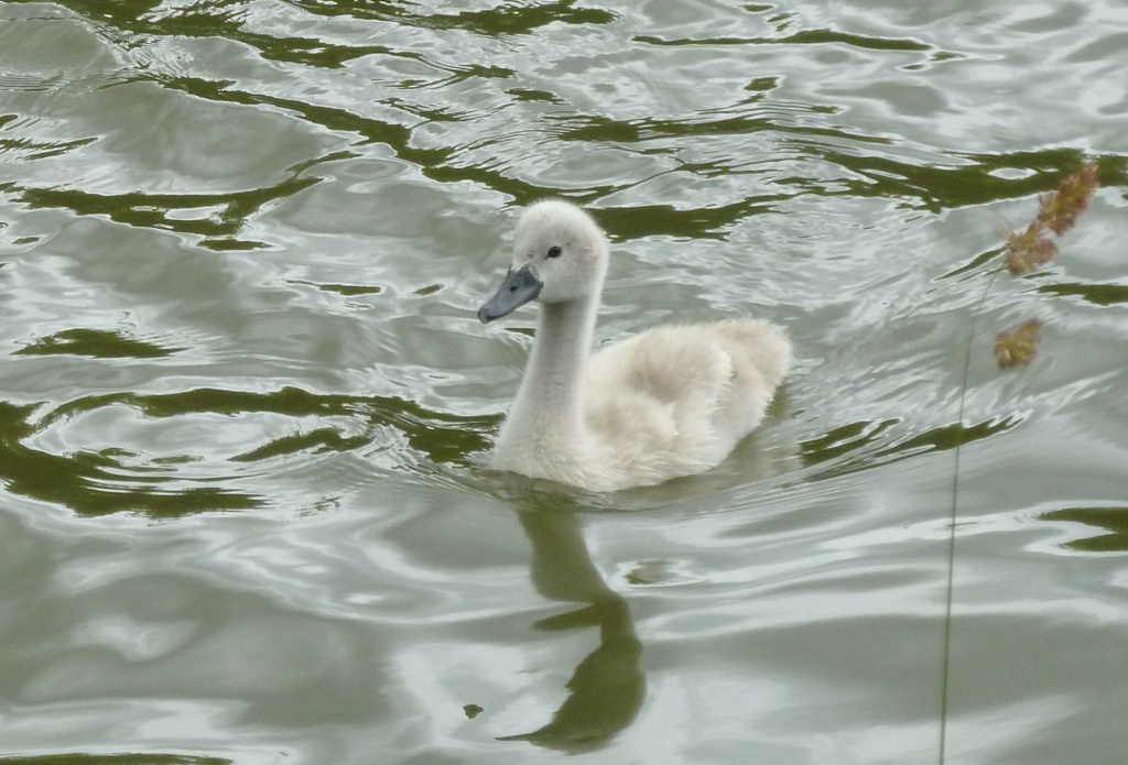 Swan in the making by dulciknit