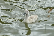 18th Jun 2011 - Swan in the making