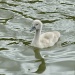 Swan in the making by dulciknit